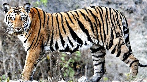 பிரதிநித்துவப் படம்