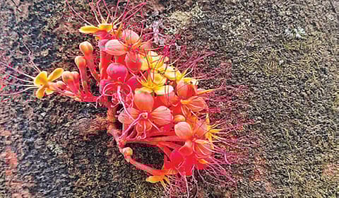 அடி மரத்திலேயே பூத்திருக்கும் அசோகம்