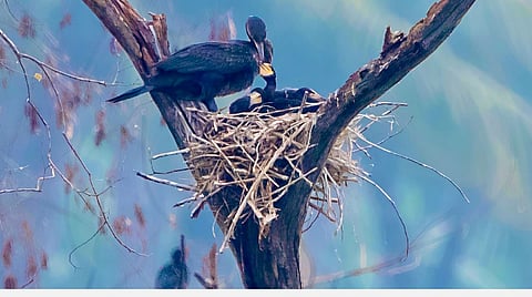 ஆபத்தான நிலையில் ஈரோடு எலத்தூர் பறவைகள்; காரணம் என்ன?