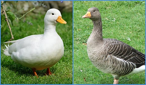 ‘Goose, Duck’ எனச் சொல்லி கேலி செய்வது ஏன்? | ஆங்கிலம் அறிவோமே 4.0 - 143