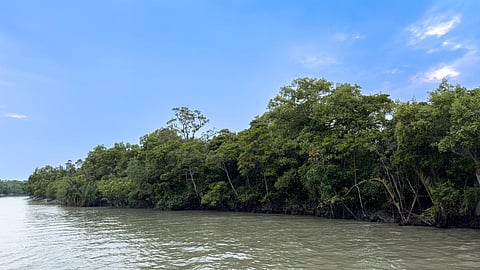 காலநிலை மாற்ற ஆபத்துகளில் இருந்து பாதுகாக்க மாங்குரோவ் காடுகள்!