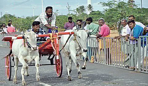 பழநி அருகேயுள்ள கொழுமங்கொண்டானில் நேற்று நடைபெற்ற ரேக்ளா பந்தயத்தில் சீறிப்பாய்ந்த காளைகள்.