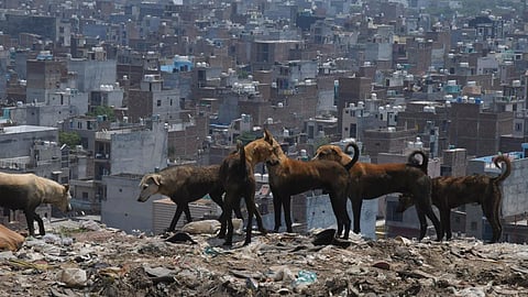 டெல்லியில் நாய்க்கடிக்கு 7 மாதங்களில் 26,000 பேர் பாதிப்பு: உச்ச நீதிமன்ற உத்தரவை செயல்படுத்த அரசு முடிவு