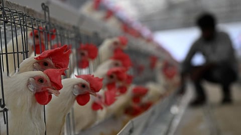 உ.பி.யில் பறவைக் காய்ச்சல் அபாயம்: விழிப்புடன் இருக்க முதல்வர் உத்தரவு