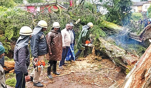 ஊட்டி வண்டிசோலை சங்கிலி முனீஸ்வரன் கோயில் மீது விழுந்த நூற்றாண்டு பழமையான மரம்.