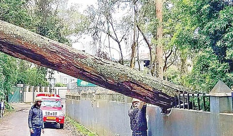 ஊட்டி மான் பூங்கா சாலையில் புதிய படகு இல்லத்தின் சுற்றுச்சுவர் மீது விழுந்த மரம்.