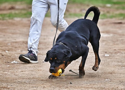 பிரதிநிதித்துவப் படம்