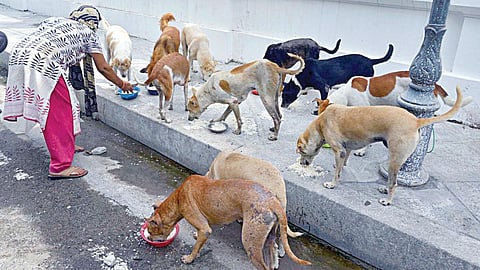 டெல்லியில் தெருக்களில் சுற்றித்திரியும் நாய்களுக்கு உணவளிக்க உச்ச நீதிமன்றம் தடை - முழு விவரம்