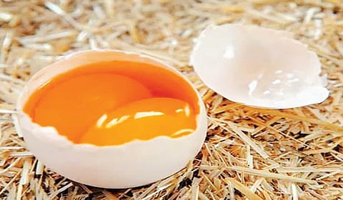 முட்டையின் கரு ஏன் மஞ்சளாக இருக்கிறது? | டிங்குவிடம் கேளுங்கள்