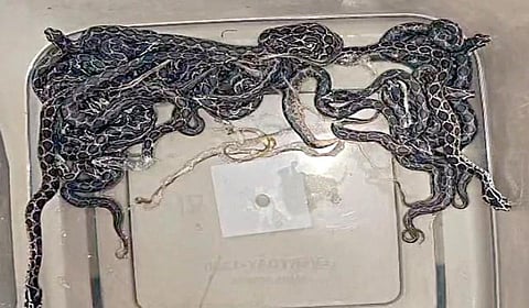 தஞ்சாவூர் சுற்றுச்சூழல் காப்பகத்தில் 22 குட்டிகளை ஈன்ற கண்ணாடி விரியன் பாம்பு.