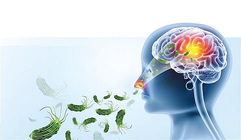 மூளையைத் தின்னும் அமீபா: தற்காப்பது எப்படி?