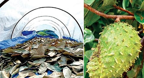 படங்கள்: நா.தங்கரத்தினம்