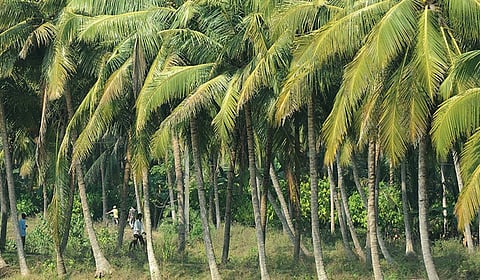 தென்னை விவசாயிகள் மீது திரும்பட்டும் கவனம்!