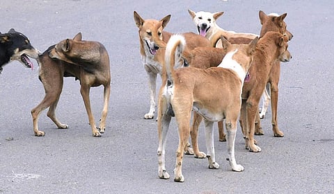 நாய்களுக்கும் தெருக்கள் சொந்தமா?
