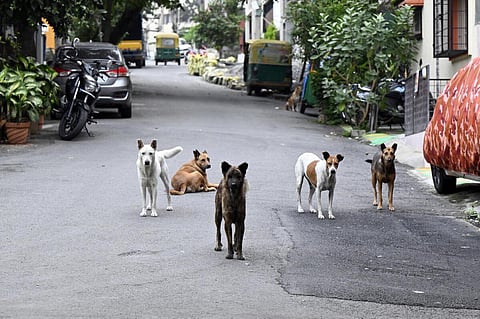 தெருநாய் பிரச்சினைக்கு தீர்வு காண வெளிநாட்டு நடைமுறைகளை அறிந்து பின்பற்றலாம்: சென்னை ஐகோர்ட் யோசனை