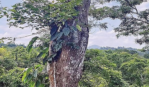 கூடலூர் வனக்கோட்டத்துக்கு உட்பட்ட பகுதிகளில் காணப்படும் ஈட்டி மரங்கள்.