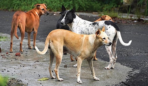 தெரு நாய்களுக்குக் கருத்தடை: தேவை சுய பரிசீலனை