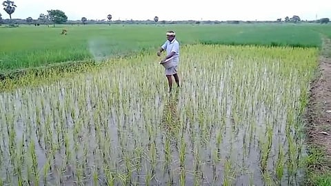 உரத் தட்டுப்பாடு: தவிக்கும் திருவாரூர் மாவட்ட விவசாயிகள்!