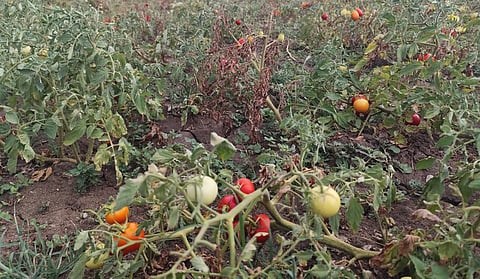 கீழப்பாவூர் அருகே விலை வீழ்ச்சியடைந்ததால் தக்காளி செடிகள் பராமரிப்பின்றி விடப்பட்டுள்ளன.