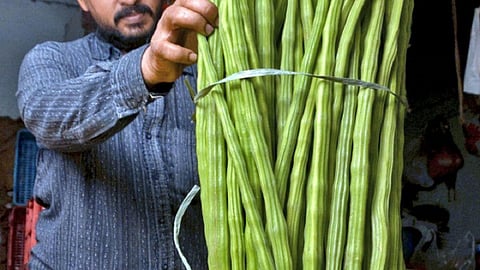 கோயம்பேடு சந்தையில் முருங்கைக்காய் விலை உயர்வு: கிலோ ரூ.50-க்கு விற்பனை