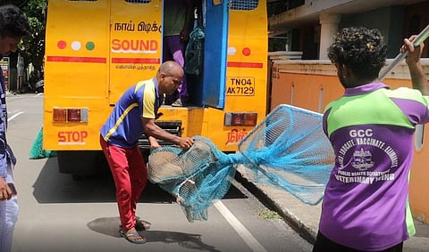 12,255 தெரு நாய்களுக்கு மைக்ரோ சிப் பொருத்தம்