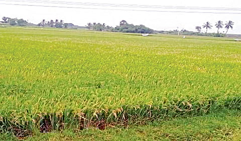 ஆறுவழி சாலை அமைய உள்ள உத்திரமேரூர் அருகே உள்ள அருங்குன்றம் பகுதி விவசாய நிலம்.