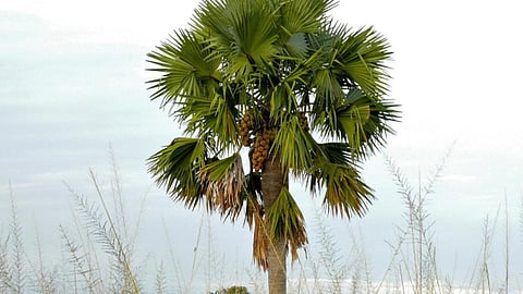 பனைமரங்களை வெட்ட மாவட்ட ஆட்சியர் அனுமதி கட்டாயம்: அரசாணை வெளியீடு