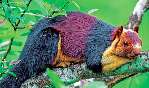 அழிவின் பிடியில் உள்ள அரிய வகை மலபார் அணில்கள்!