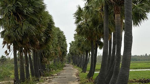 பனை மரங்களை வெட்ட ஆட்சியரின் அனுமதி கட்டாயம் - தமிழக அரசுக்கு பாராட்டு ஏன்?