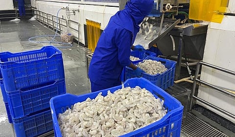 அமெரிக்காவின் 50% வரி விதிப்பு எதிரொலி: சீனாவுக்கான இறால் ஏற்றுமதி அதிகரிப்பு