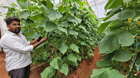 பசுமைக் குடில் வெள்ளரி சாகுபடியில் அசத்தும் வேளாண் பட்டதாரி அரவிந்த் விஜய்!