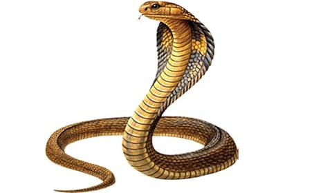 எல்லாப் பாம்புகளுக்கும் விஷம் உண்டா? | டிங்குவிடம் கேளுங்கள்