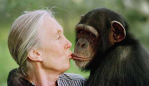 சிம்பன்சிகளுடன் உறவாடிய அரிய அறிவியலாளர் | ஜேன் குடால் (1934 - 2025) அஞ்சலி