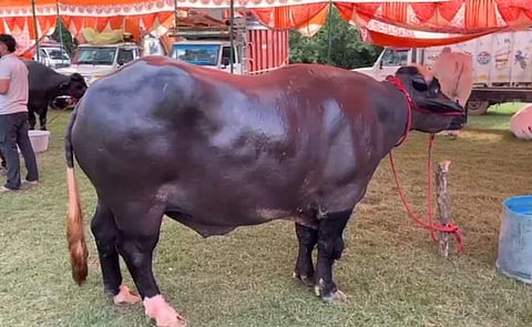 முந்திரி, பாதாம், பிஸ்தா தின்று வளர்ந்த எருமை மாட்டின் விலை ரூ.8 கோடி