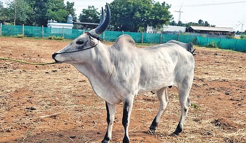 உடுமலை அருகே ரூ.30 லட்சத்துக்கு விற்பனையான காங்கயம் இன மயிலை காளை.