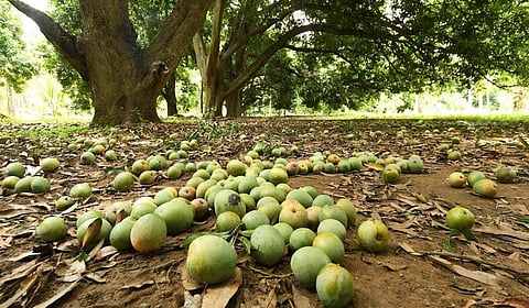 மா விவசாயிகளை பாதுகாக்க வேண்டும்: பிரதமர் மோடிக்கு முதல்வர் ஸ்டாலின் கடிதம்