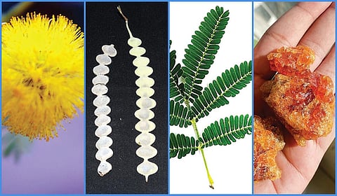 இது நம்ம கருவேலம்! | ஆயிரம் மலர்களே மலருங்கள் 11