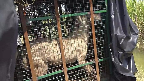 உத்தர பிரதேச மாநிலத்தில் ஓநாய்களை வேட்டையாடும் பணி தீவிரம்: முதல்வர் யோகி ஆதித்யநாத் உத்தரவால் கிராம மக்கள் நிம்மதி