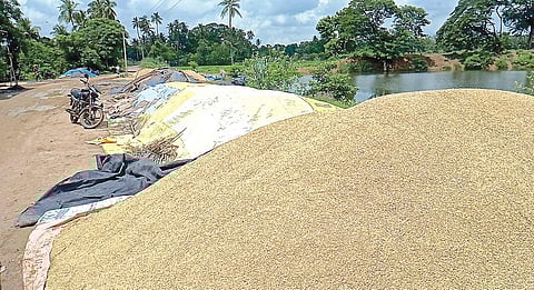 தஞ்சாவூர் அருகே கண்டிதம்பட்டு கொள்முதல் நிலையத்தில் 2 வாரங்களாக கொள்முதல் செய்யப்படாமல் தேங்கியுள்ள நெல்.