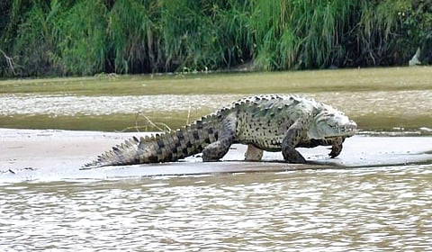 குஸ்டாவ்: ஆக்ரோஷ முதலை | வரலாறு முக்கியம் மக்களே! - 21