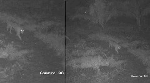 கோவை எட்டிமடை அருகே சிறுத்தை நடமாட்டம் - வனத்துறை கண்காணிப்பு