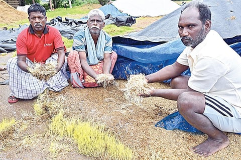 தஞ்சாவூர் மாவட்டம் காட்டூர் நெல் கொள்முதல் நிலையம் முன்பு கொட்டி வைத்துள்ள நெல் மணிகள் முளைவிட்டுள்ளதை கவலையுடன் காண்பிக்கும் விவசாயிகள்.படம்: ஆர்.வெங்கடேஷ்