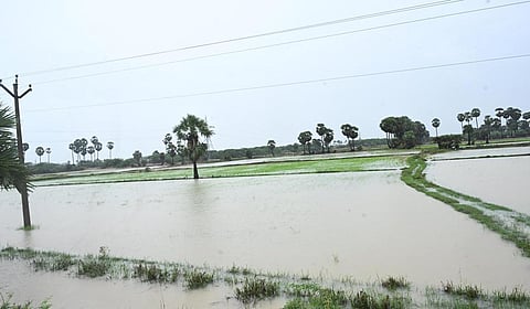 ராமநாதபுரத்தில் மழையால் ஆயிரக்கணக்கான ஏக்கரில் பயிரிடப்பட்டிருந்த நெல், மிளகாய் பயிர்கள் நீரில் மூழ்கின