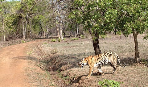 புலிகளின் உடனடித் தேவை என்ன? | காடு என்ன சொல்கிறது? - 2