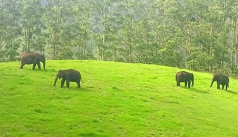 மூணாறு மாட்டுப்பட்டி அணை அருகே தீவனத்துக்காக காட்டில் இருந்து இடம்பெயர்ந்து வந்த யானை கூட்டம். படம்: என்.கணேஷ் ராஜ்.