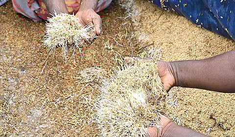 இரட்டைப் பருவமழையும் விவசாயிகளின் வேதனையும்