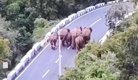 காட்டு யானைகள் கூட்டமாக செல்லும் காட்சி