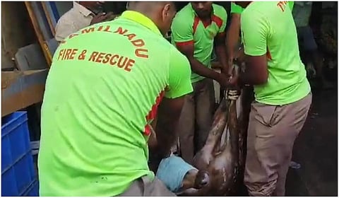 கரூரில் குடியிருப்புப் பகுதியில் சுற்றித்திரிந்த புள்ளி மான் மீட்பு: வனத்துறையிடம் ஒப்படைக்கப்படுகிறது