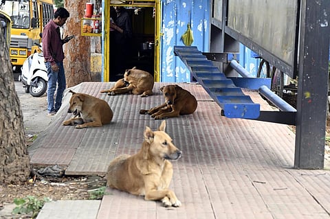 தெரு நாய்களை கட்டுப்படுத்தும் வழக்கில் தலைமைச் செயலர்களுக்கு உச்ச நீதிமன்றம் உத்தரவு
