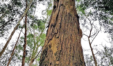 இயற்கைப் பொறியாளர்கள் | இயற்கையில் அறிவியல் 04